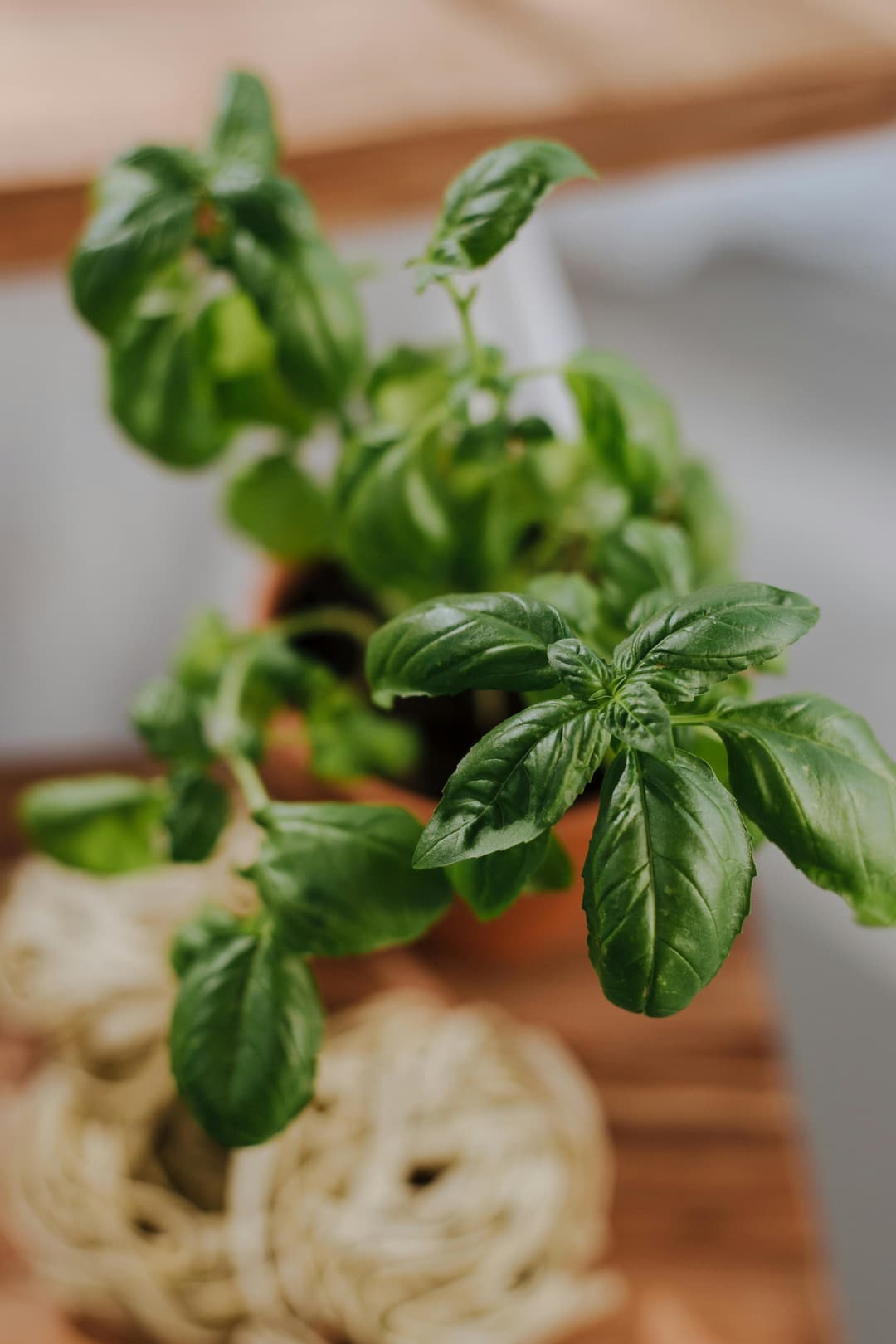 Plante aromatice în bucătărie: cum să le cultivi și să le folosești