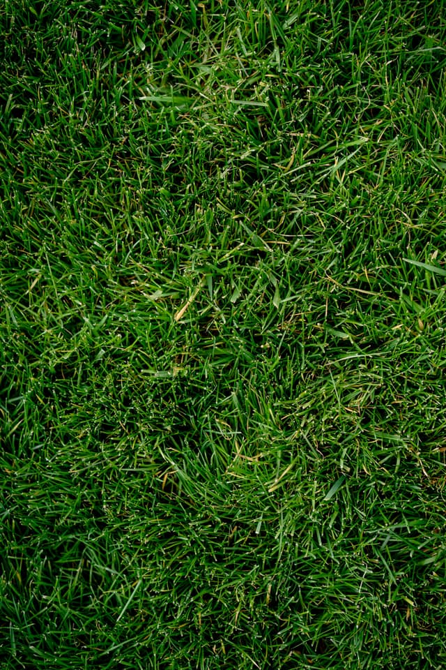 Îngrijirea gazonului: secrete pentru un covor verde perfect