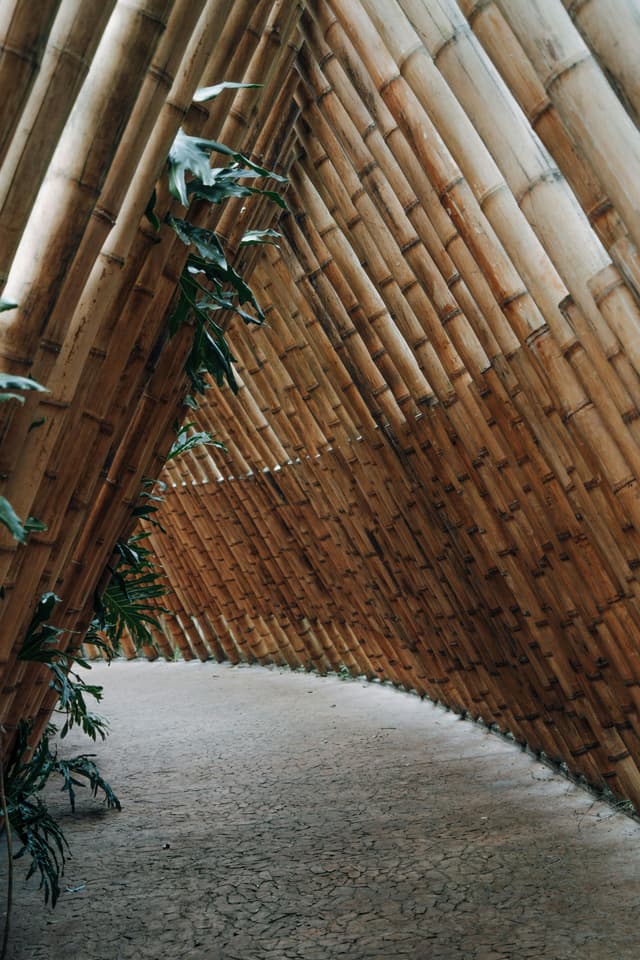Biophilic design: conectarea spațiului cu natura