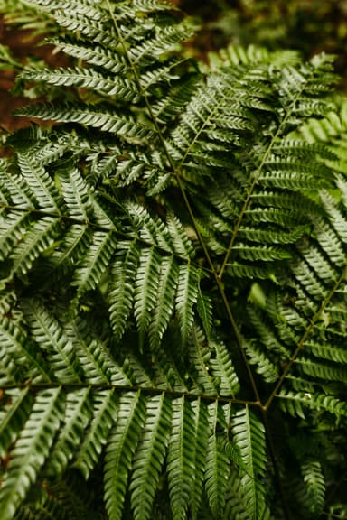 Pattern cu frunze forestiere: conexiune biophilică maximalistă