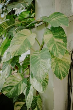 Cum să faci un perete verde interior: idei de plante cățărătoare DIY