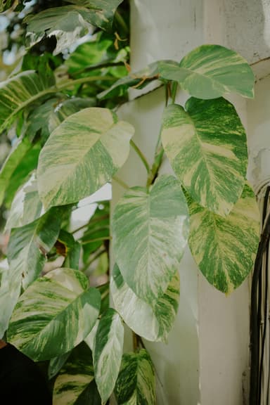 Cum să faci un perete verde interior: idei de plante cățărătoare DIY