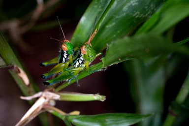 Cum să scapi de insectele dăunătoare din grădină fără chimicale