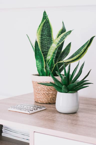 Tendințe locuințe eco: utilizarea plantelor de apartament ca decor trendy