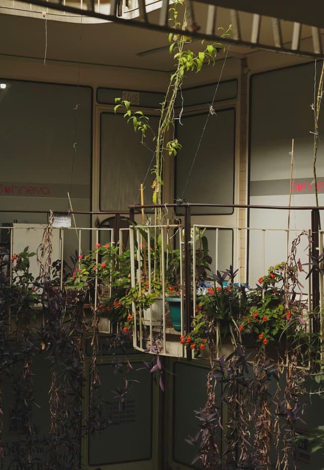 Cum să creezi un mini-oază verde în balcon: trenduri în urban gardening