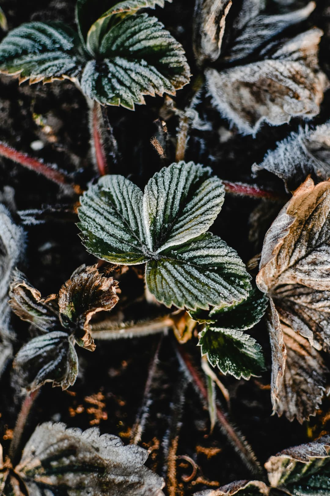 Grădină de iarnă: plante care rezistă la temperaturi scăzute
