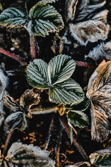 Grădină de iarnă: plante care rezistă la temperaturi scăzute