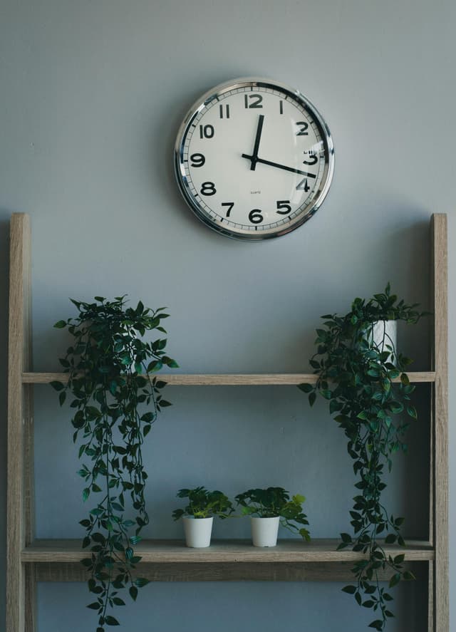 Integrarea plantelor verticale în decorul tău