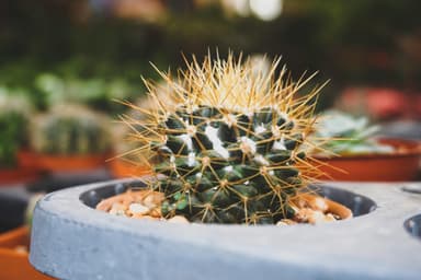 Cum să îngrijești corect plantele suculente și cactusii