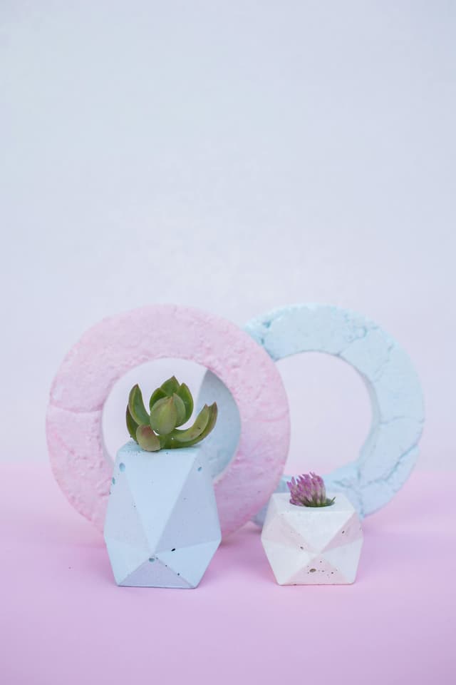 Proiecte decorative cu plante suculente: suporturi și aranjamente creative